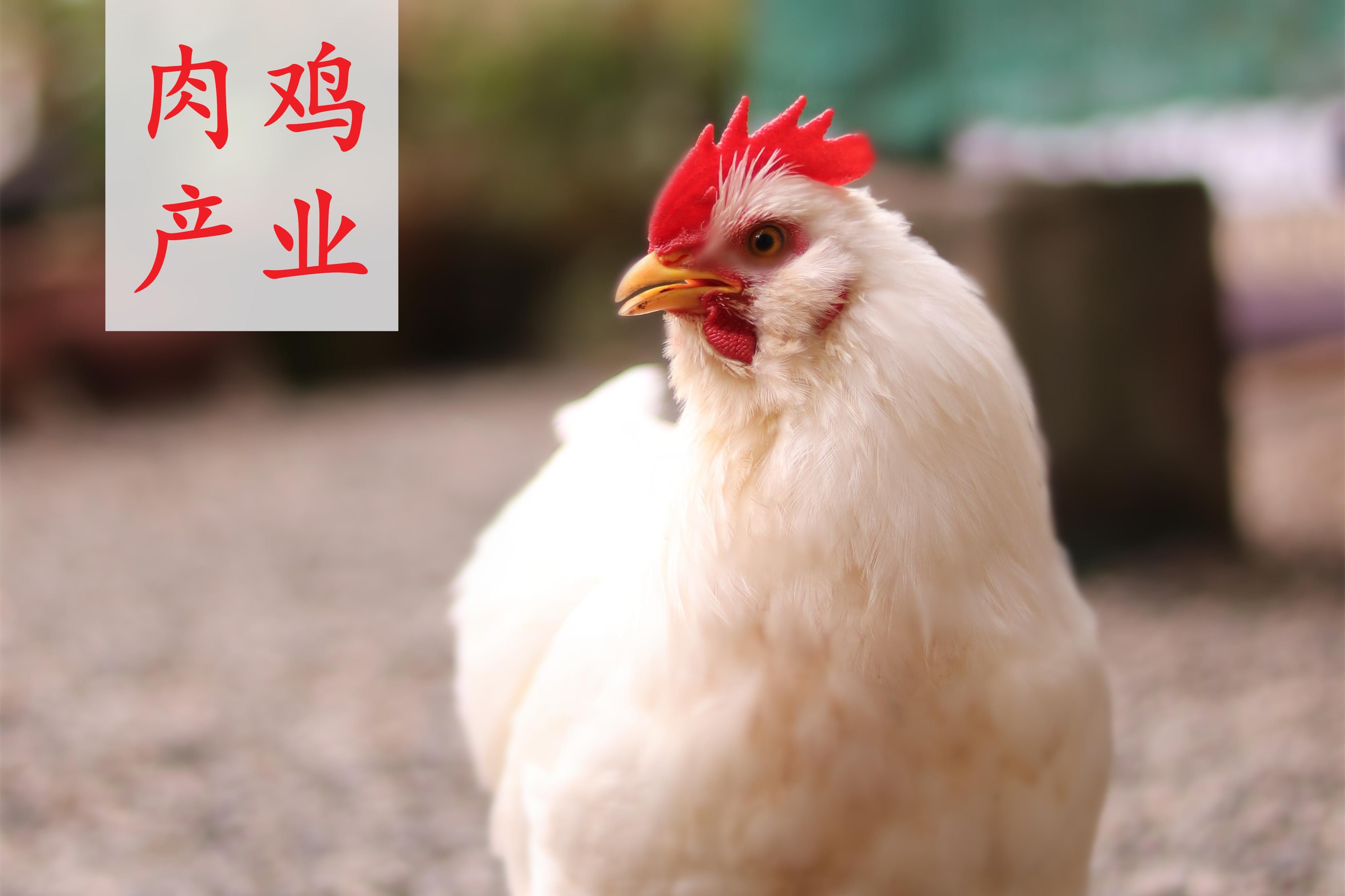 重磅發(fā)布|《中國肉雞產(chǎn)業(yè)研究及投資分析報告（2024/2025年度）》